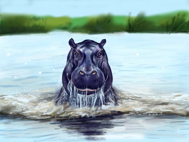 hippo